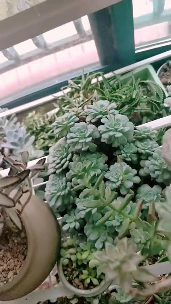 多肉开花怎么办?