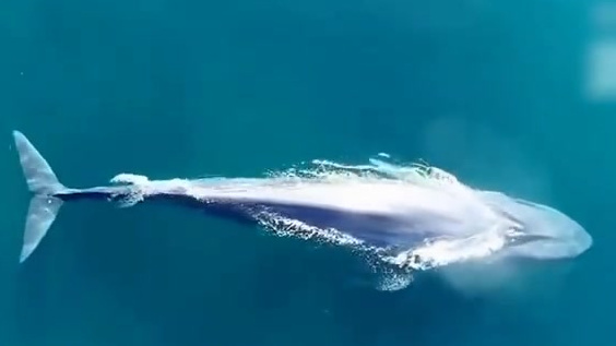 【航拍蓝鲸排出金黄色粪便 一次可达200升】近日,风光摄影师魏瑟在澳大利亚珀斯南方利用无人