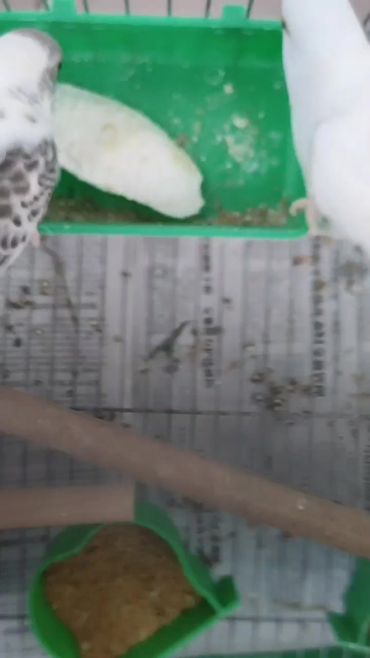 鹦鹉拿着墨鱼骨当玩具,争来抢去