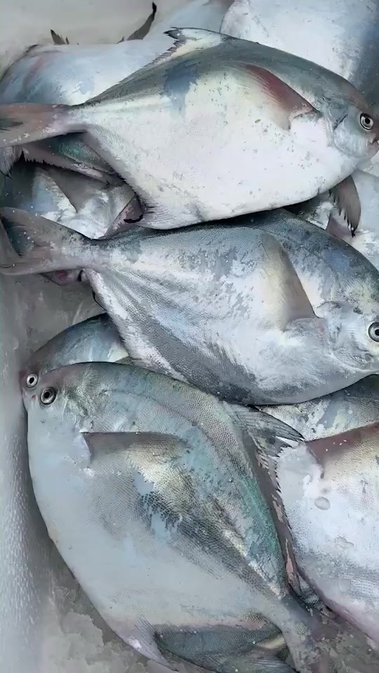 今天朋友来要做客,买一条新鲜的白鲳鱼,怎么做比较好吃呢?