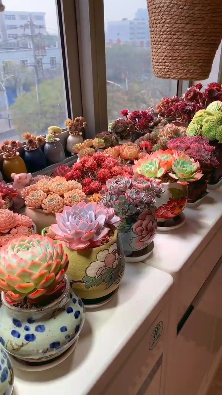 娶了一位爱养多肉的老婆,阳台就是这样子的,我也不敢吭气啊!