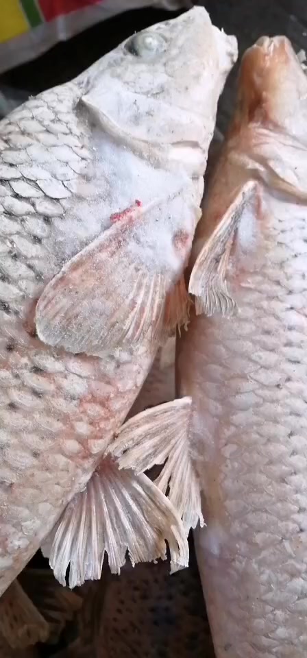 最不怕冻的季花鱼,肉洁白细嫩,肉实而味鲜美