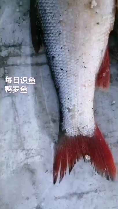 鸭罗鱼,淡水鱼,嘴长的像鸭子嘴而得名,抚远野生江鱼红烧鸭罗。