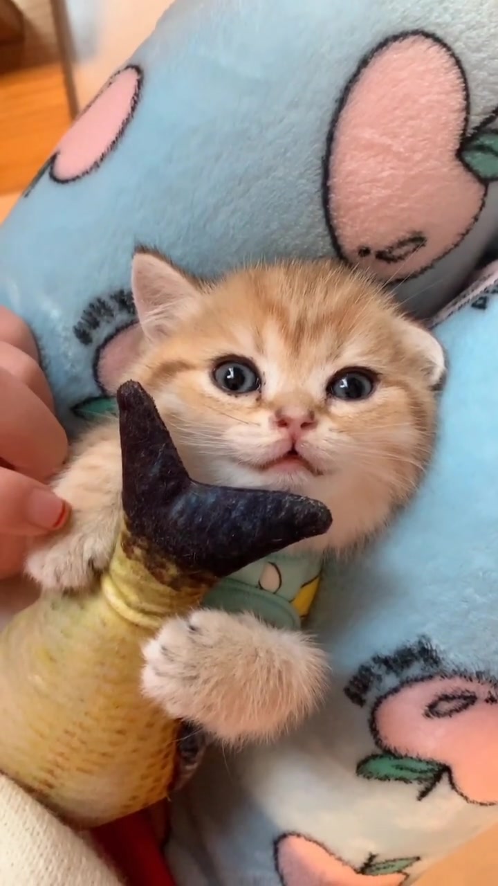 小猫咪抱着大鱼不撒手,还享受着铲屎官的爱抚,淡定的样子真可爱