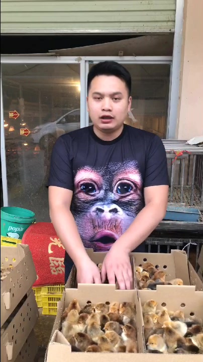 小胖说鸡,快大青脚麻鸡苗