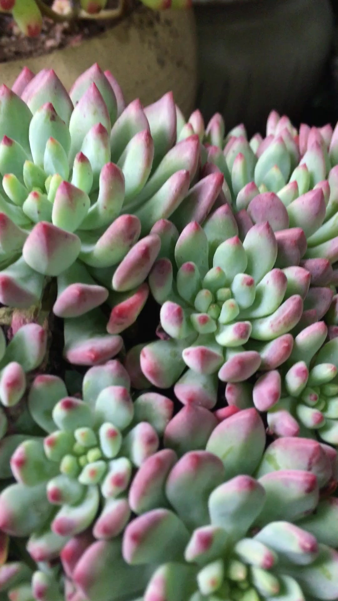 瞧这颜值爆盆的蓝苹果肉肉,要开花了哟!