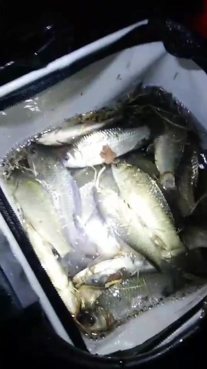 钓友发来的夜钓鱼获视频,天这么冷,确定是真爱