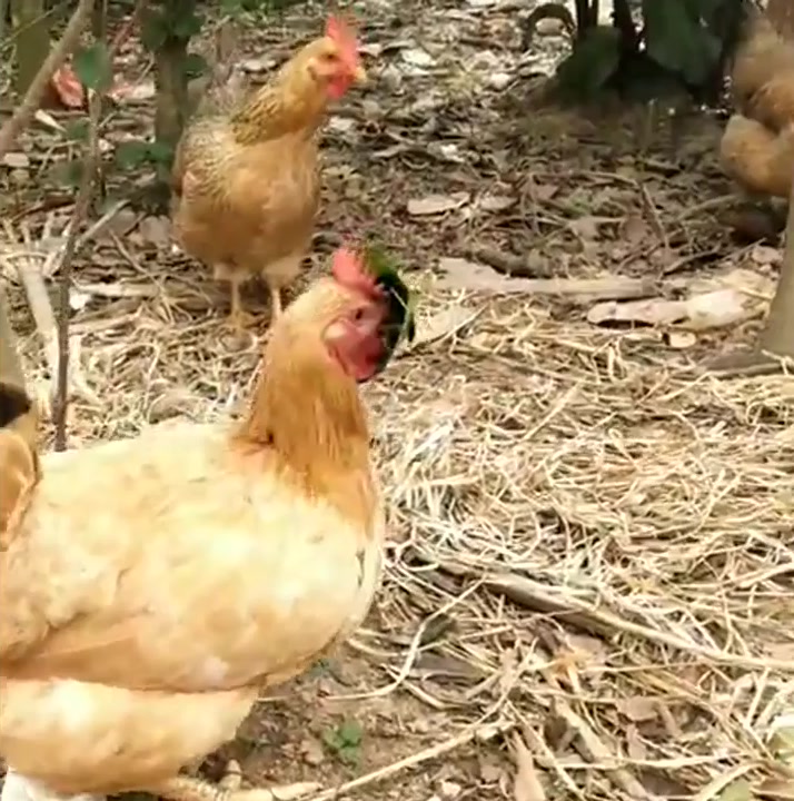男子给鸡安了个面罩,没想到下一秒,老母鸡当场蒙圈!