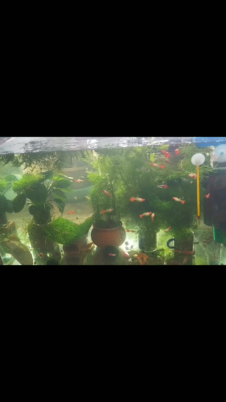 周六孔雀鱼苗缸喂食水蚤(鱼虱子)