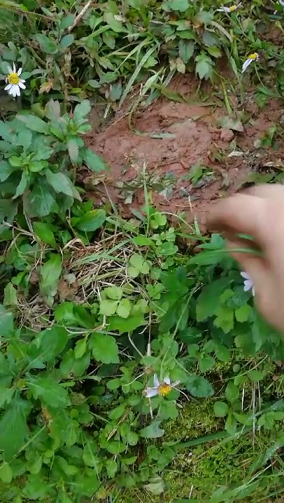 重庆中草药鱼鳅串