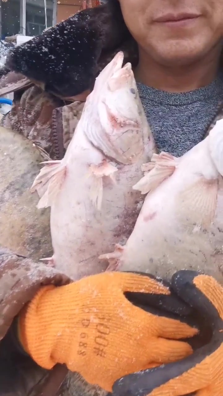 东极雪城抚远三花之首鳌花鱼,肉质细嫩营养丰富