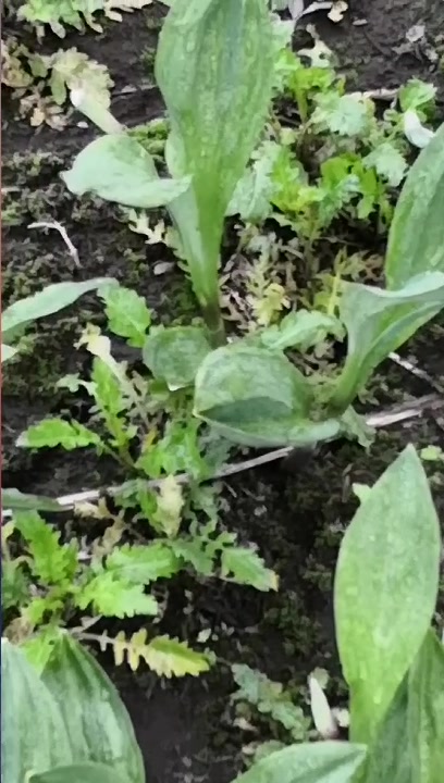 山野菜种植试验基地。
