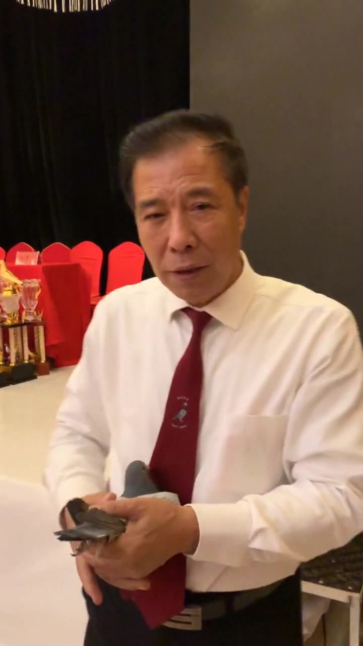 品相这么好的鸽子你见过吗?龙骨肌肉都堪称完美,属实难得啊!