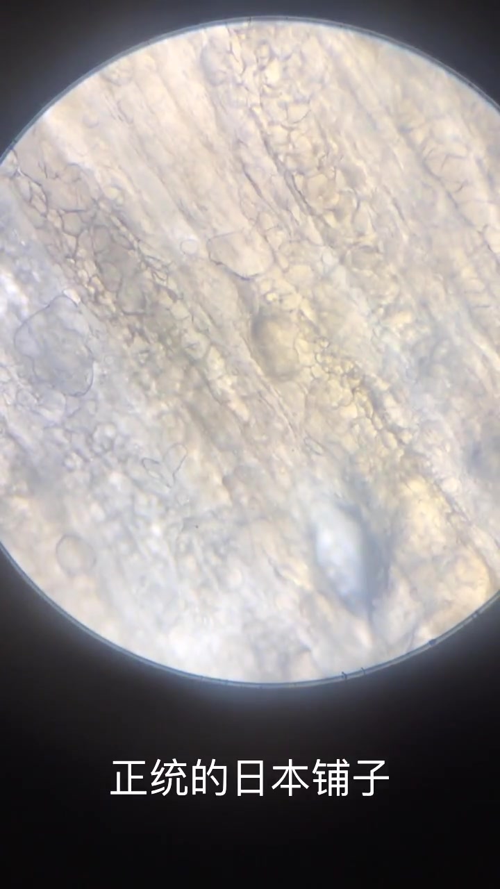 三文鱼放大后是什么样的?显微镜下放大,网友:太震撼了!