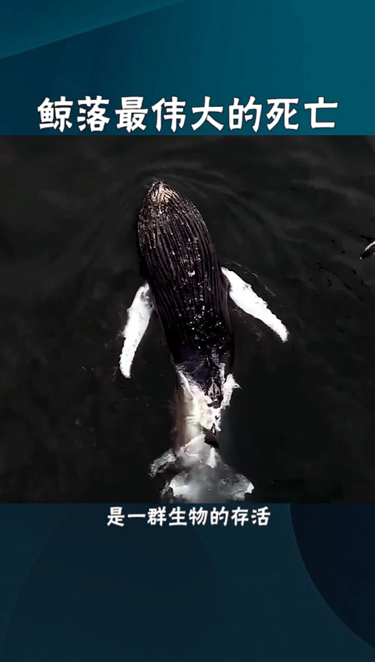 鲸鱼死了会发生什么,看完这个视频,我整个人都不淡定了