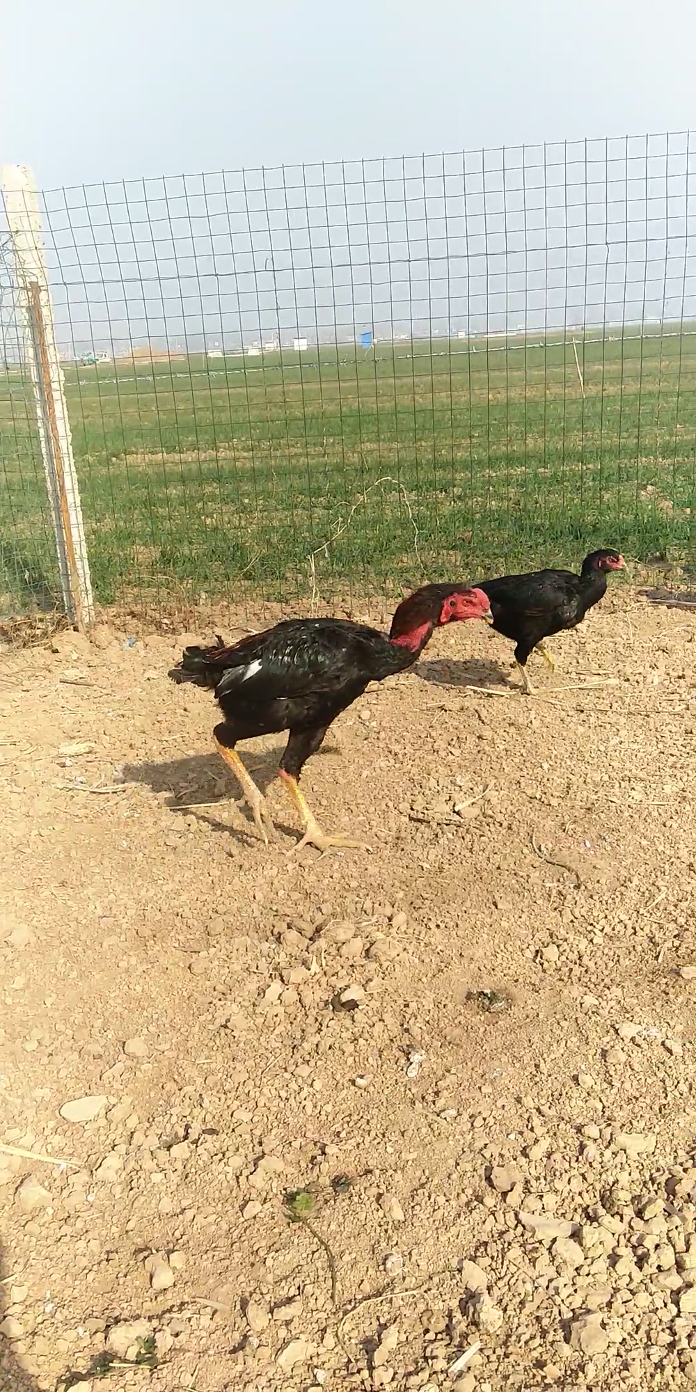 中原斗鸡,斗鸡中的战斗机