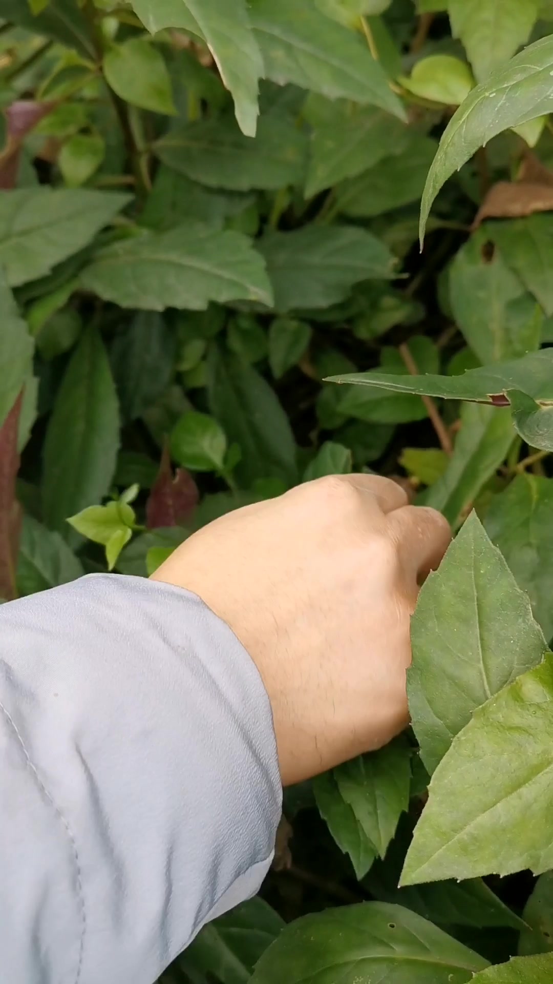 农村一宝:观音菜,有造血功能,营养价值高、非常适合老年人