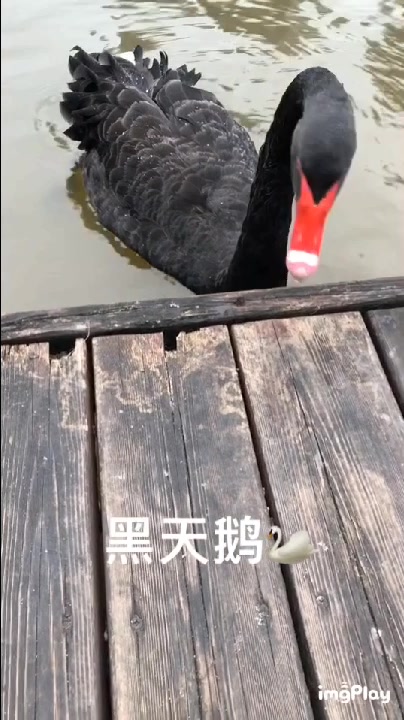美丽的黑天鹅戏水