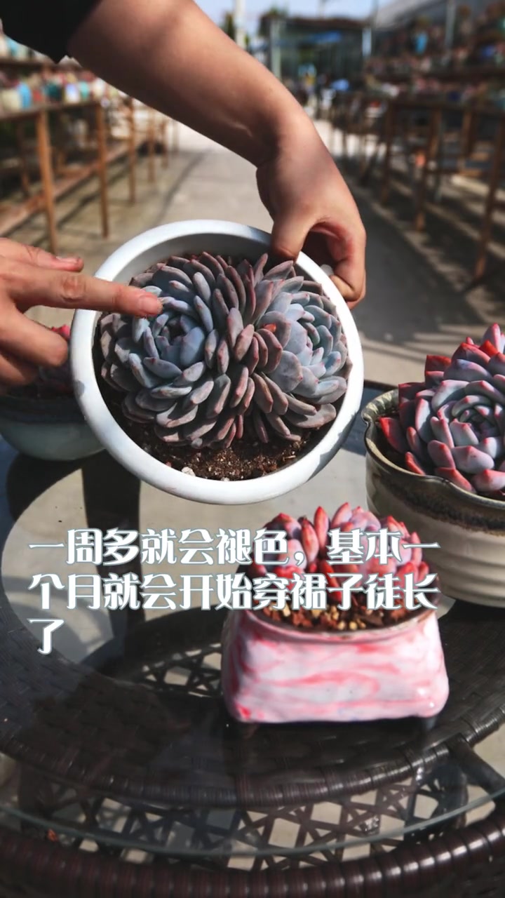 多肉不是尺寸越大越好,而是越大越难养