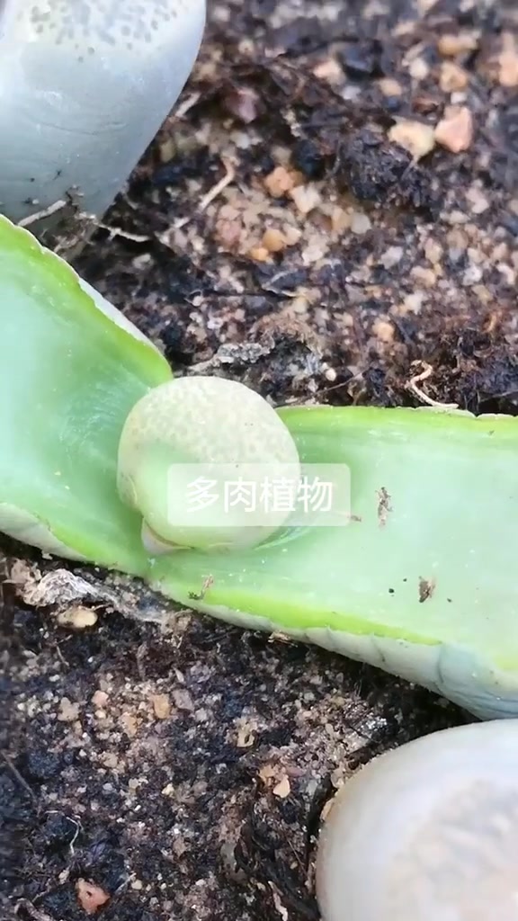 多肉小常识,多肉碧琉璃