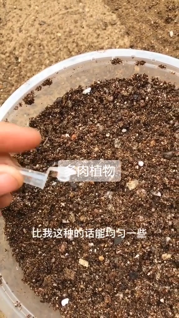 多肉播种不要强晒记得杀菌