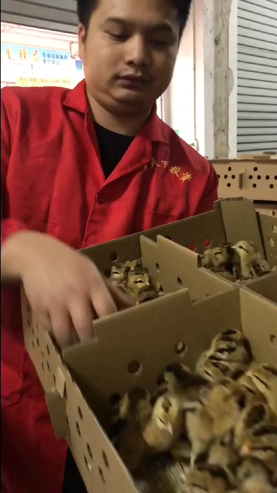 瑶鸡苗,喜欢养鸡的朋友欢迎关注