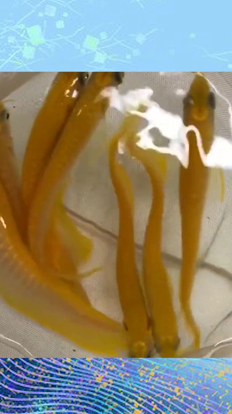 金黄色龙鱼,这么小的鱼苗还是头一回见,贫穷限制了想象!