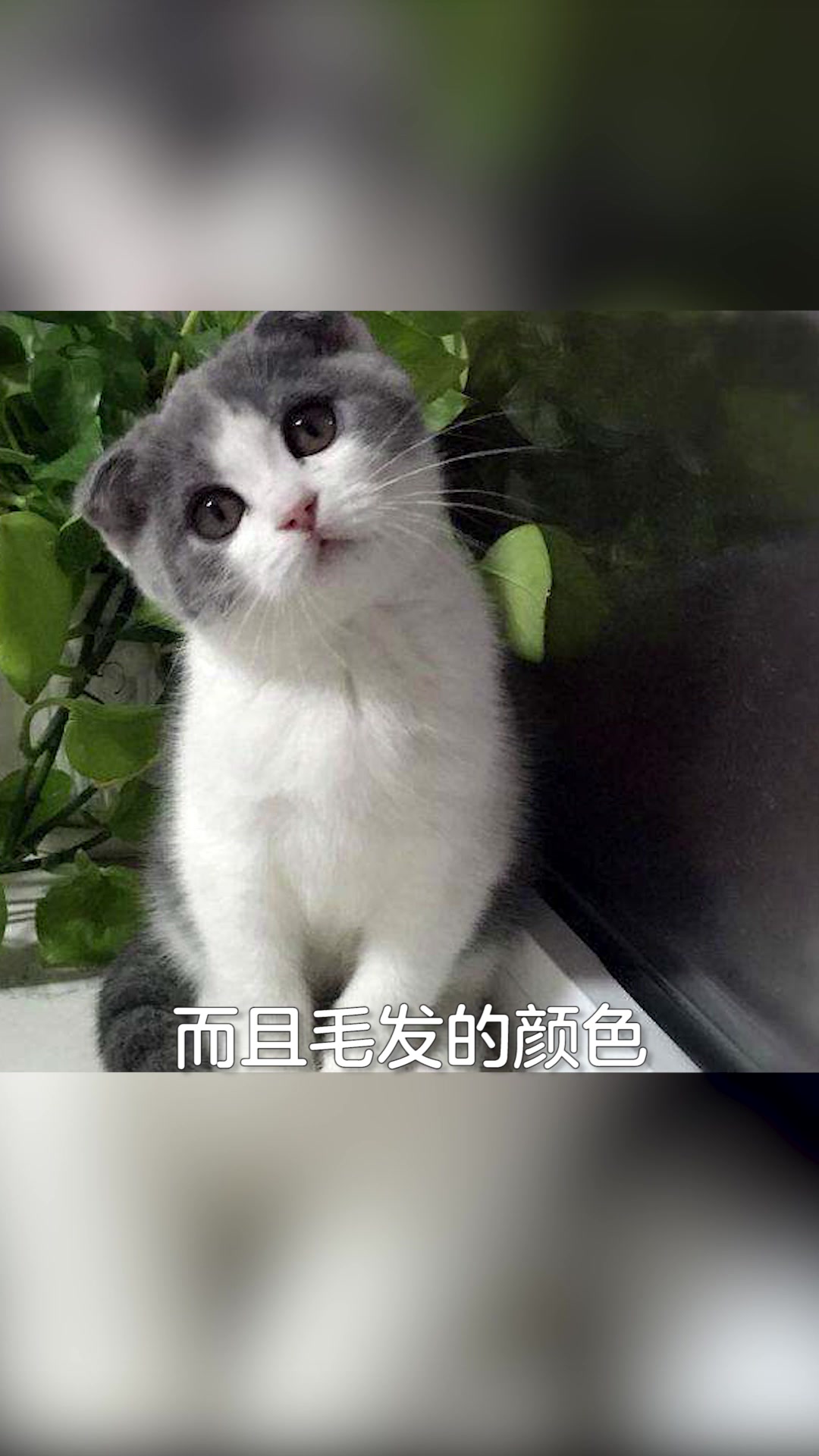 猫和老鼠游戏:汤姆到底是什么品种的猫