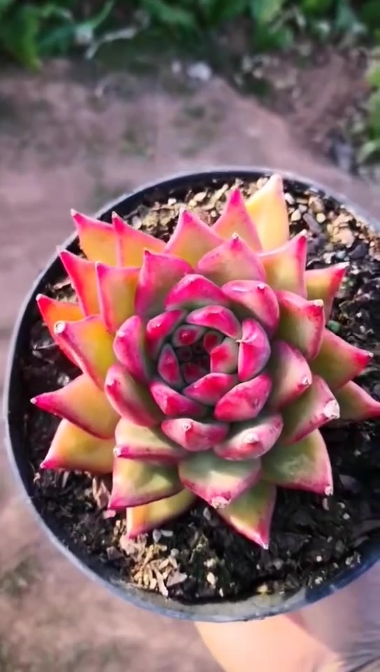 多肉红老虎,熠熠生辉,给冬日的白色增添了红韵般的绚丽