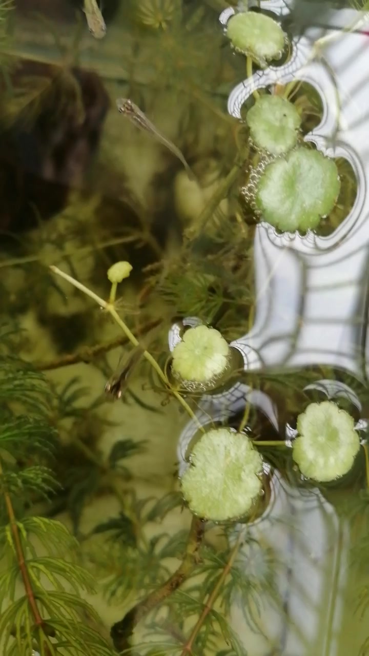 在河里自己抓的野生小鱼