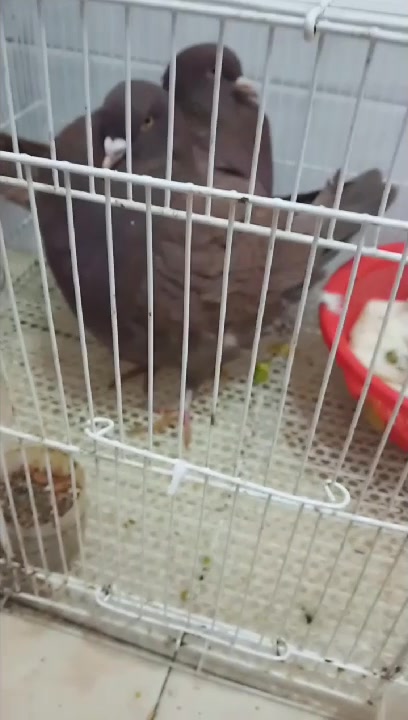 第一次见这么大的,很多人说像鸡,你能猜是啥品种吗