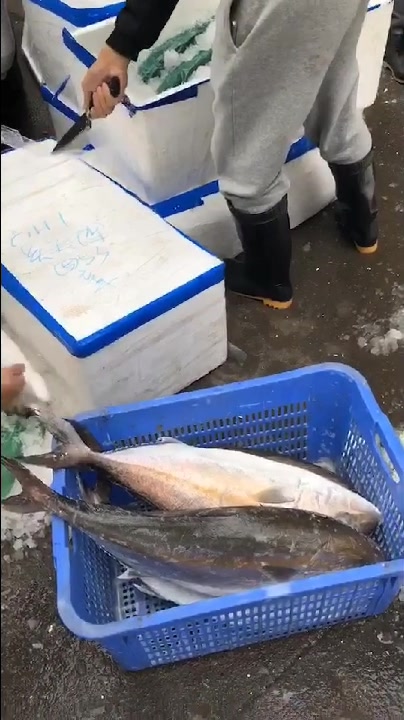 深海刺身鱼,海钓深海鱼