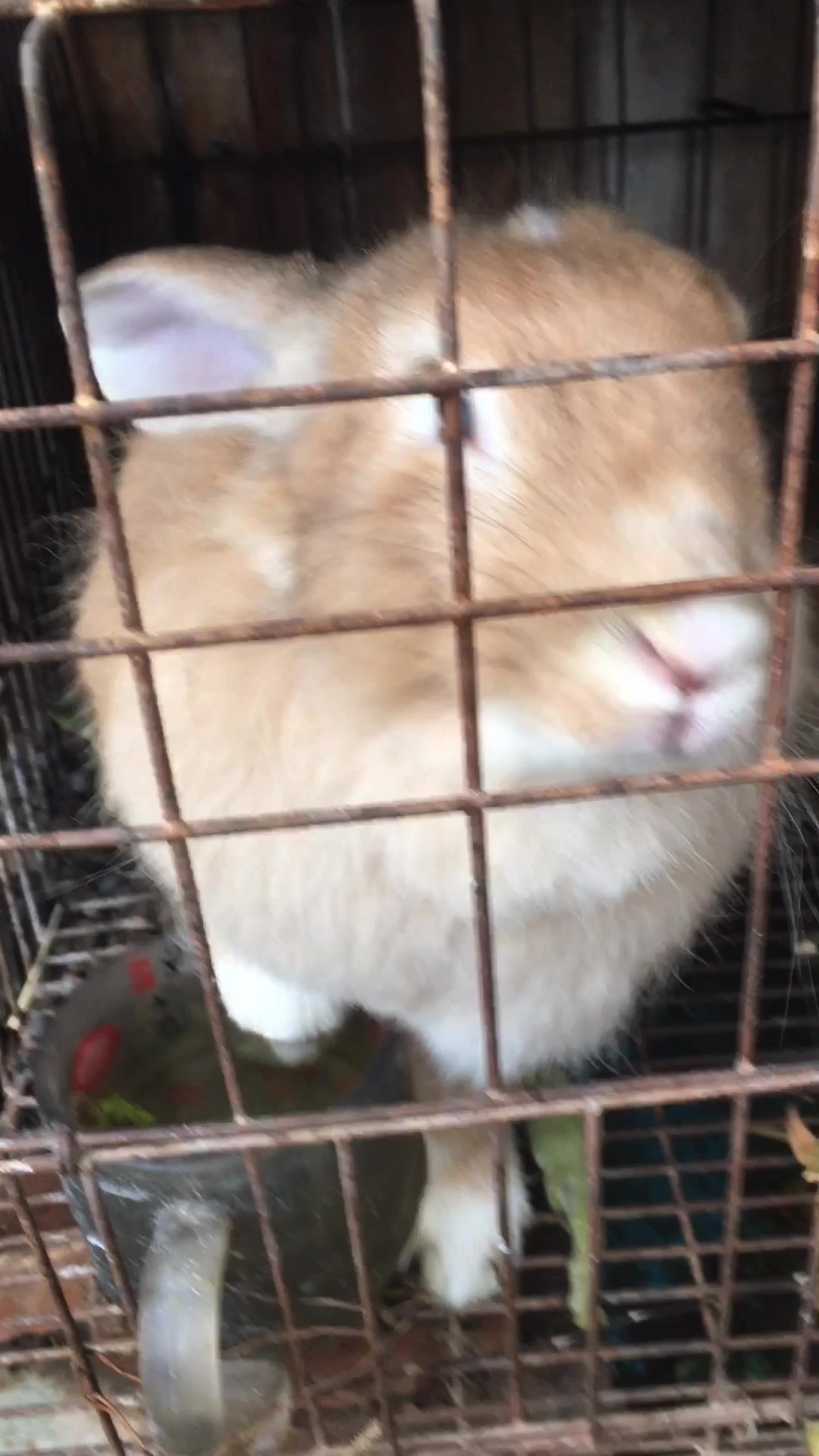 兔哥聊家兔养殖:兔大肠杆菌的防治