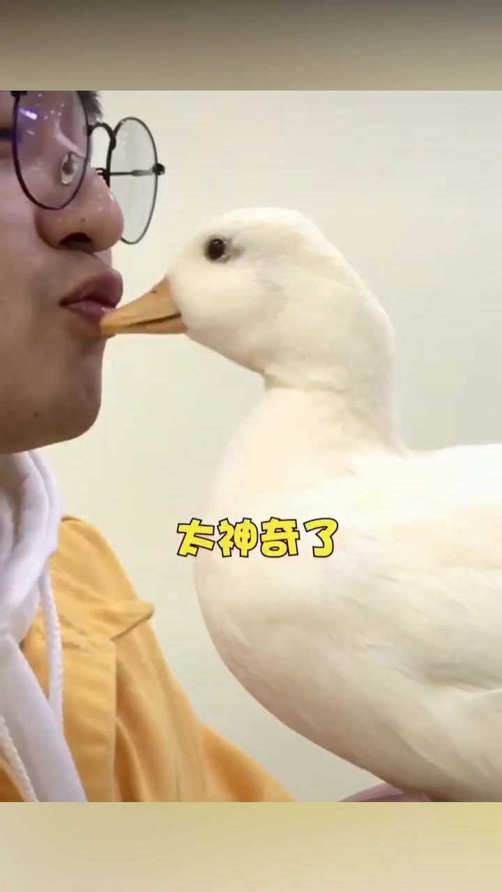 连王思聪都忍不住养的可达鸭到底有什么魅力