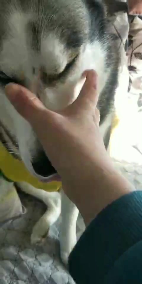 一听说我要吃狗肉,二哈表情都变了,这祖宗也有害怕的时候?