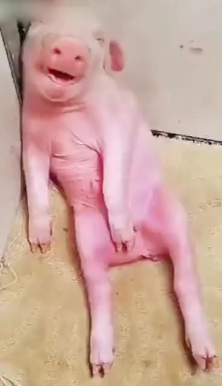 幽默视频集锦:大消息!猪肉掉价了!