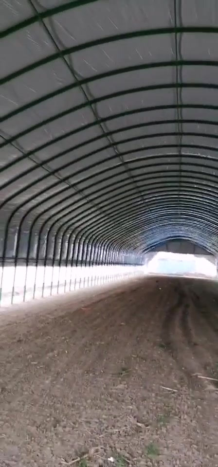 12米宽70米长,蛋鸡大棚,风再大点都没事儿