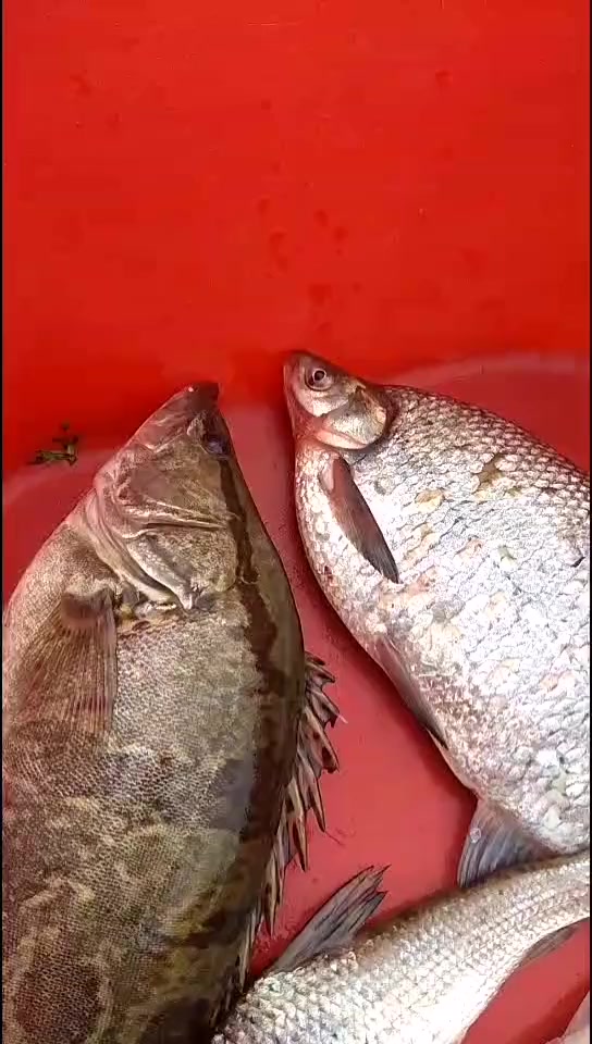 数九寒冬三花相聚实属不易,集颜值与美味三花鱼