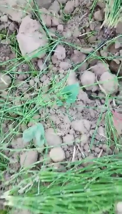 仿野生种植效果不是很好呀