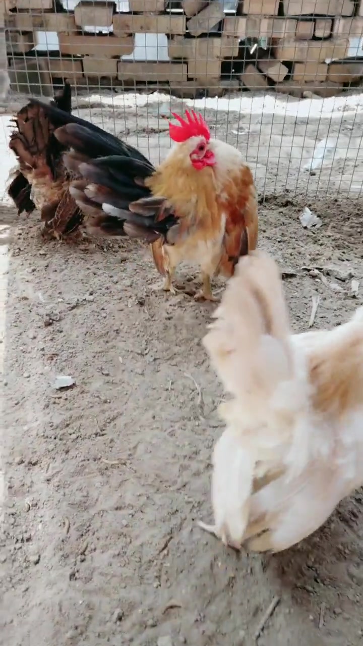 这鸡是病了?还是就是这品种的?