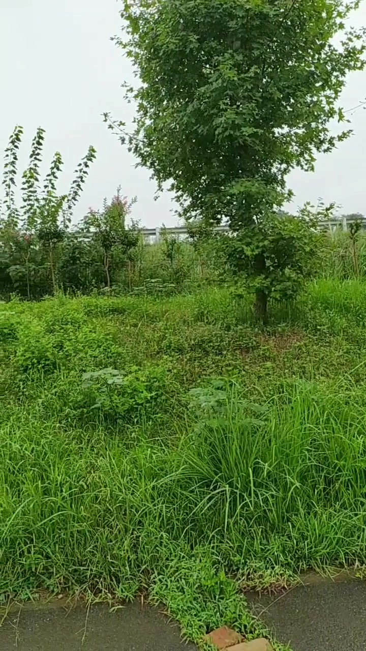 成都三圣花乡天鹅湖～世路如今已惯 此心到处悠然