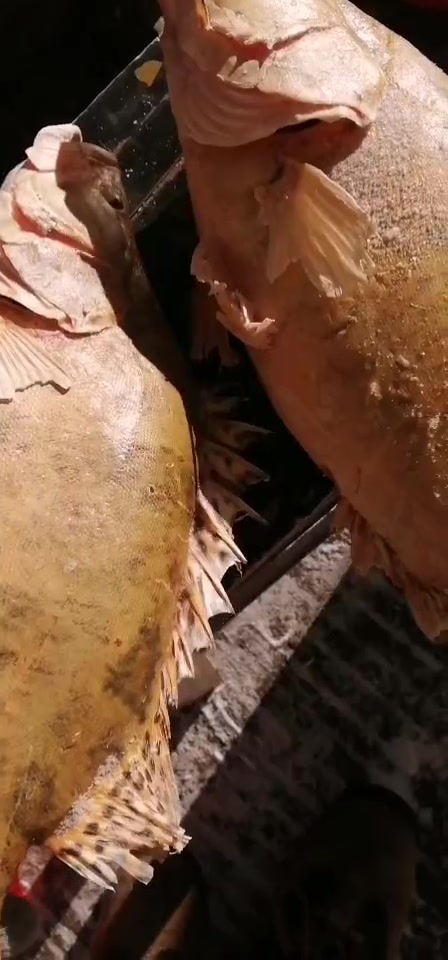 金光闪闪的三花之首鳌花鱼,不仅颜值高而且营养丰富
