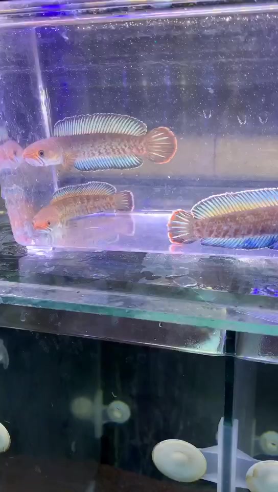 小型 阿萨姆奶茶雷龙