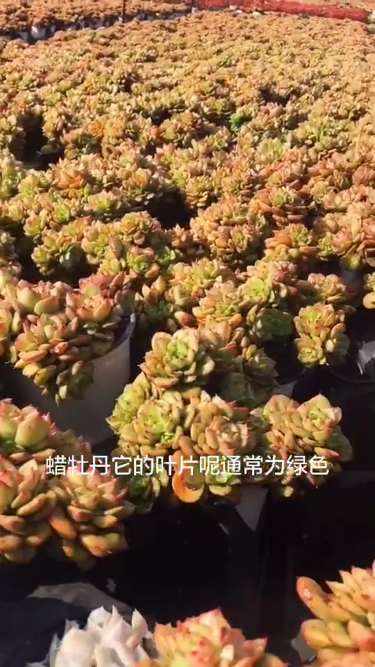 蜡牡丹很好养,群生的也很好看,相当没毛病