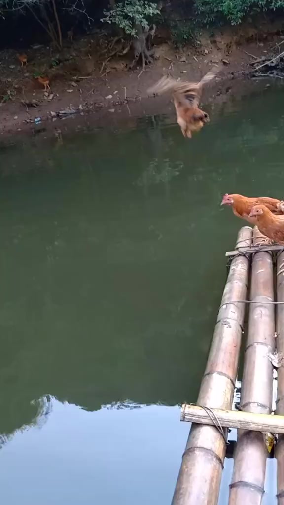 凤凰展翅八千里,雄鸡展翅,怎么也能飞个十八米