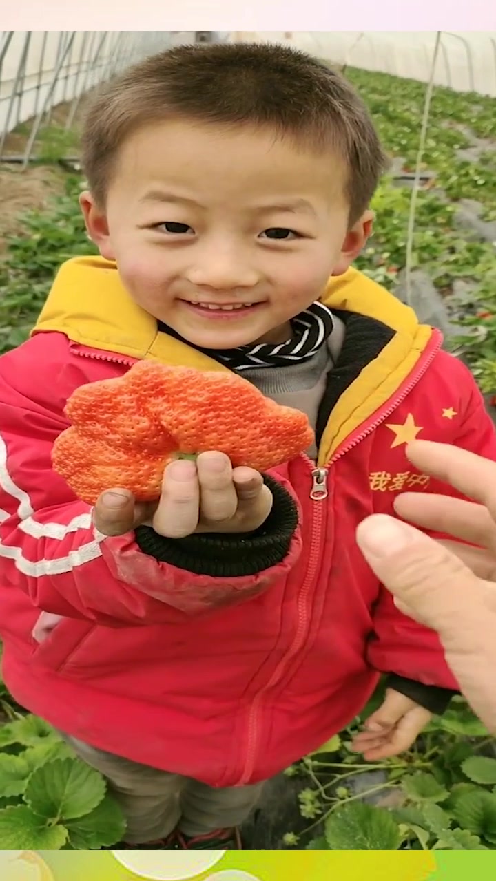 头一次见传说中的鸡冠草莓,眼前这一幕,简直让我不敢相信