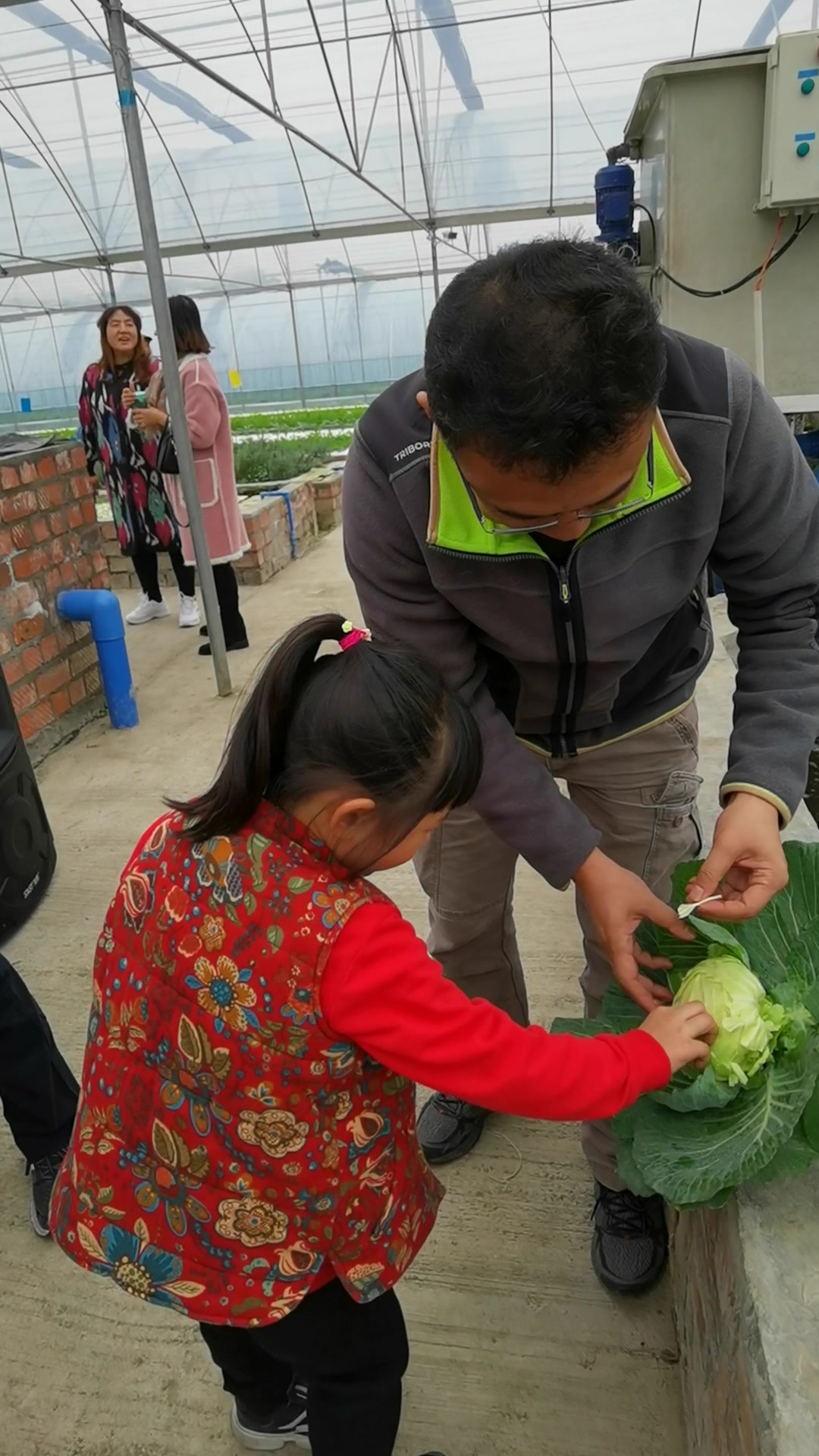 可以生吃的卷心菜