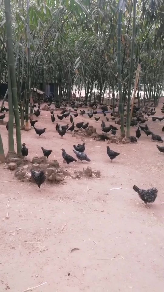 中国珍禽土鸡之王