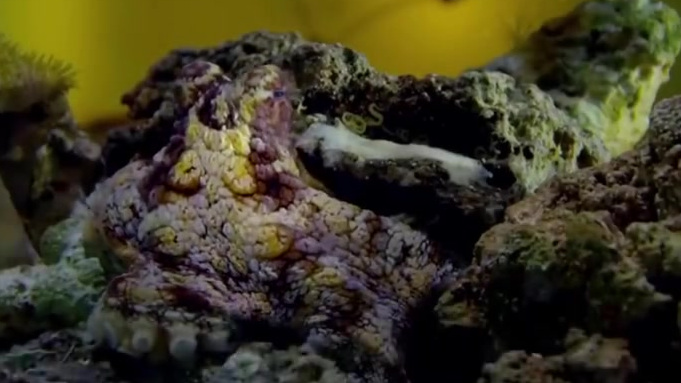 章鱼绝对算是一种离奇的生物,它们有三颗心脏以及超高的智商,还有哪些关于章鱼的冷知识?赶紧看