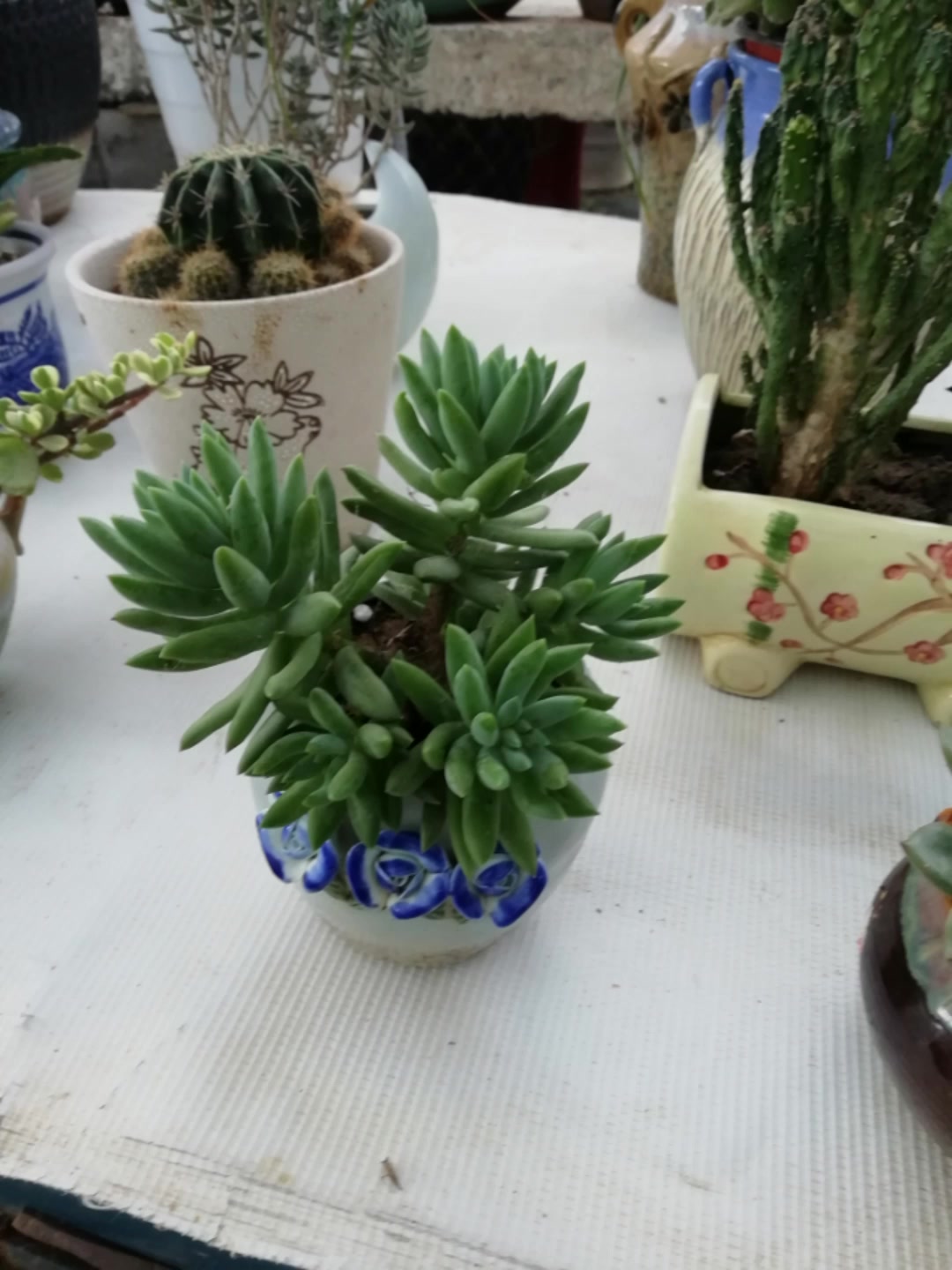 多肉要想养得好,基本方法应掌握
